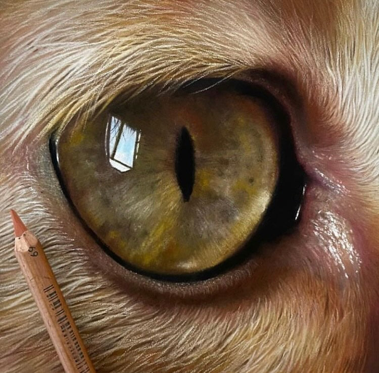 Paul Miller - Wildlife and Pet Portraits