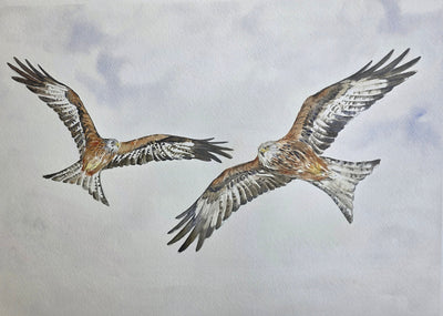 Anne Gilbert - Red Kites Limited Edition Print