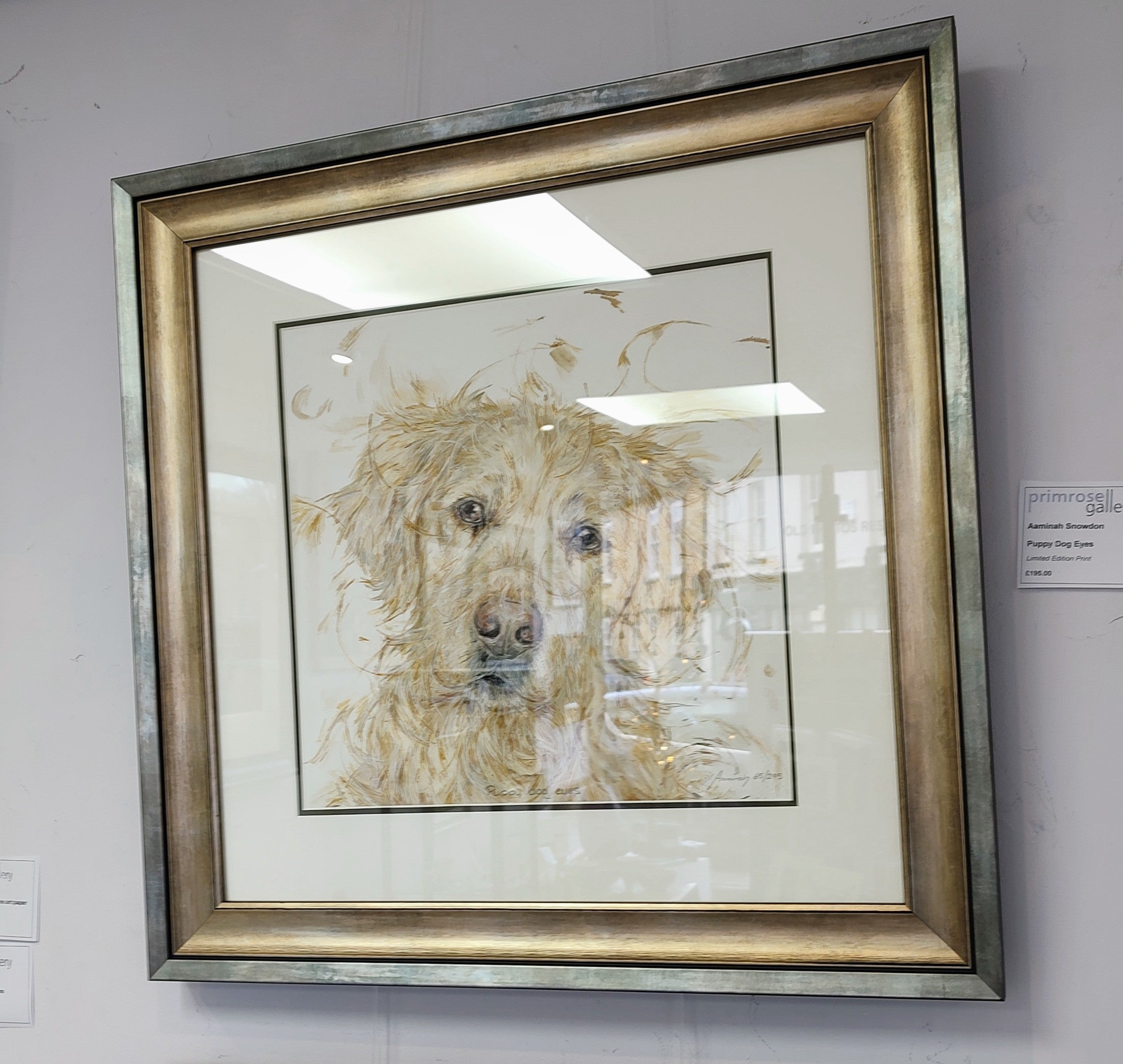 Aaminah Snowdon- Puppy Dog Eyes,  Framed Limited Edition Print of a Golden Labrador Dog - Primrose Gallery and Framing