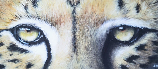 Keiran Hodge- Intense Focus, Framed Print on Canvas of a Cheetah