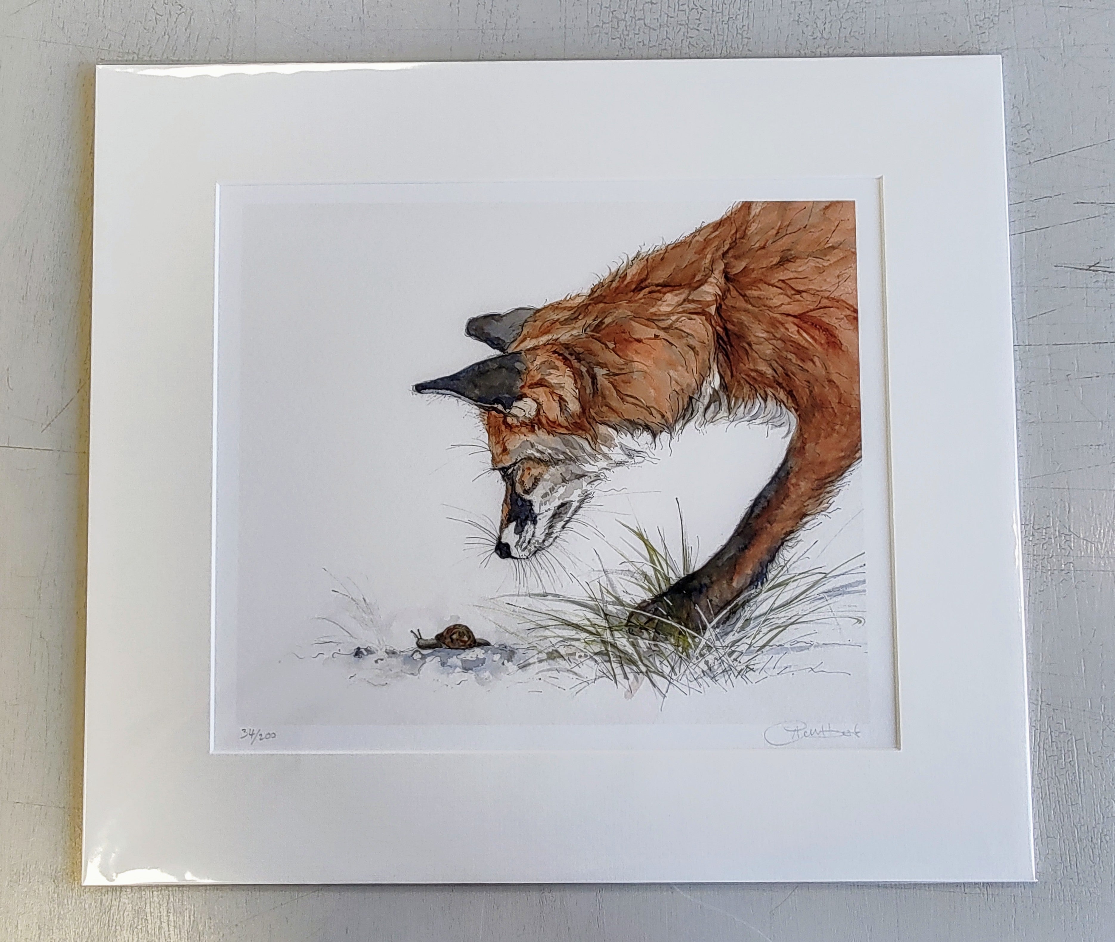 Anne Gilbert - Fox and Snail, Mounted limited Edition Print - Primrose Gallery and Framing
