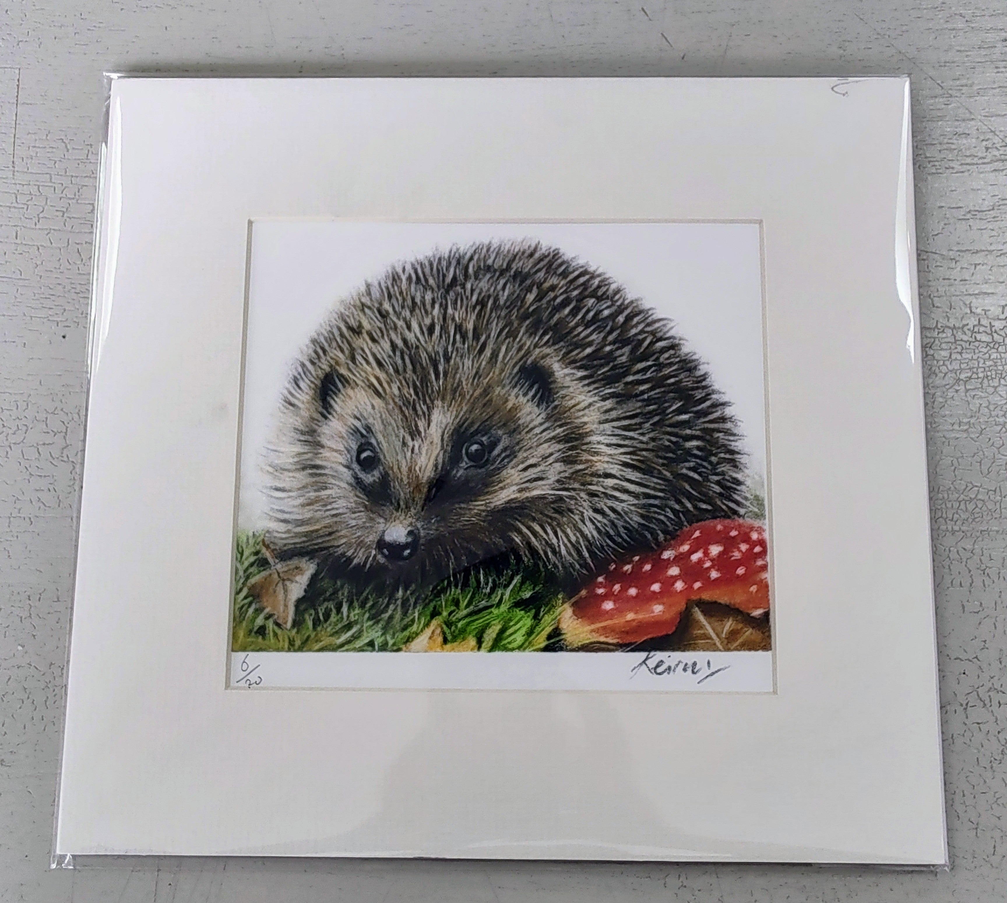 Keiran Hodge- Snuffling Hedgehog, Limited Edition Print of a European Hedgehog - Primrose Gallery and Framing