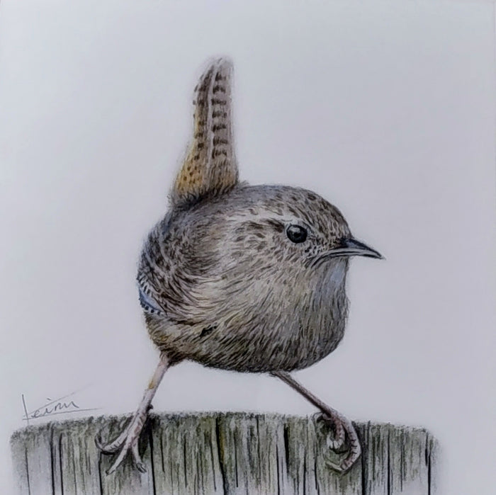 Keiran Hodge- Wren, Limited Edition Print of a British Wren