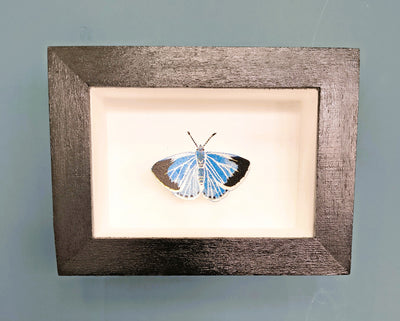 Amelia Bown -Holly Blue Butterfly, Original Ltd Edition Framed Mini Screen Print - Primrose Gallery and Framing
