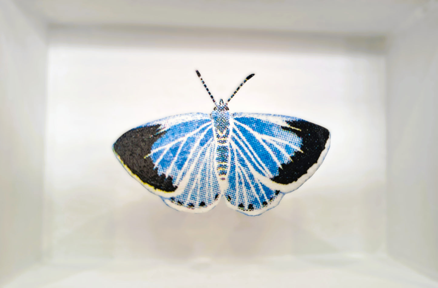Amelia Bown -Holly Blue Butterfly, Original Ltd Edition Framed Mini Screen Print