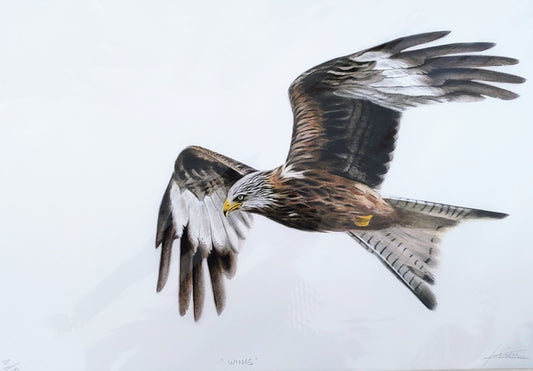 Keiran Hodge- Wings, Limited Edition Print of a Red Kite in Flight
