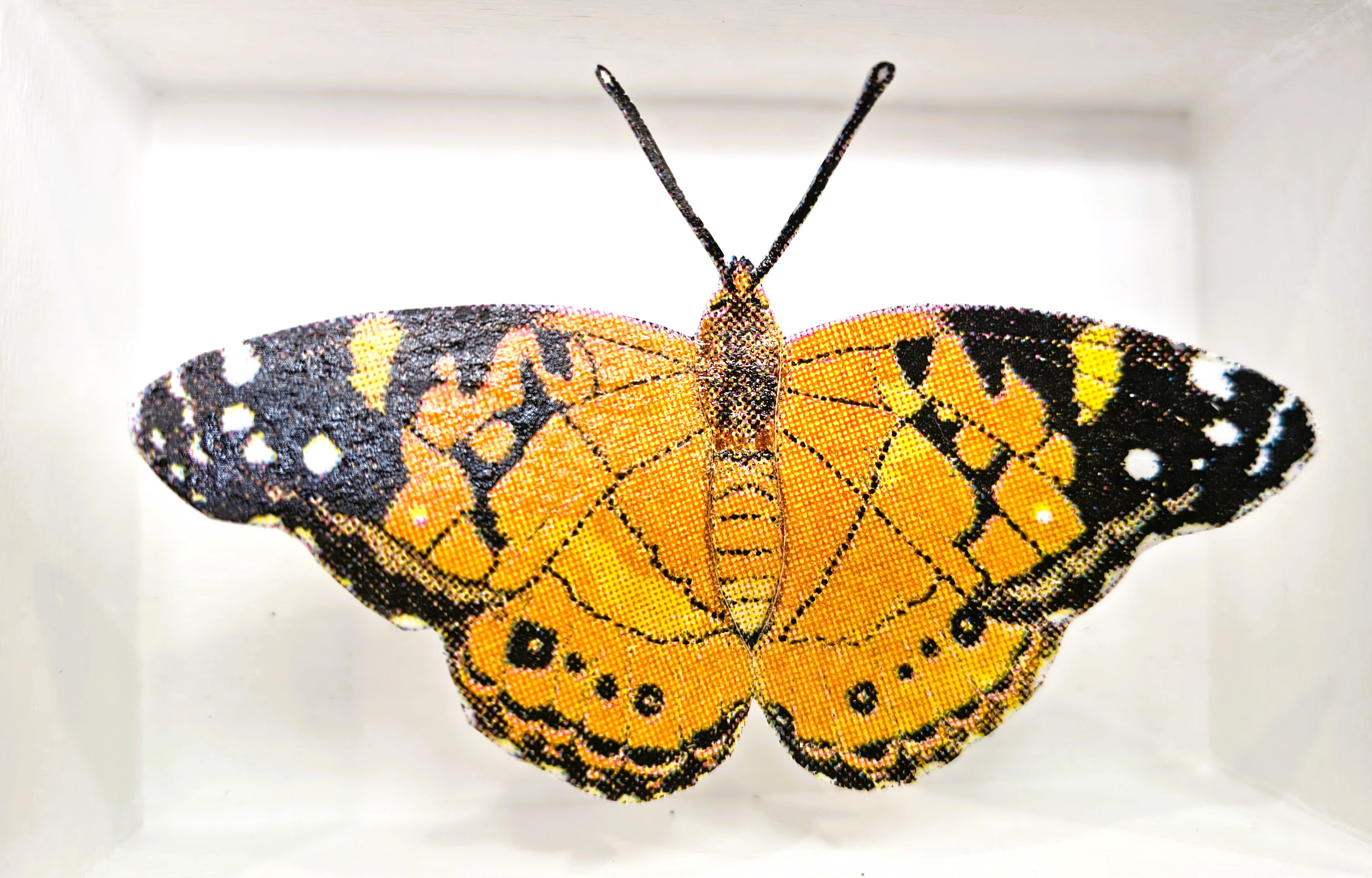 Amelia Bown - Painted Lady Butterfly, Original Ltd Edition Framed Mini Screen Print - Primrose Gallery and Framing