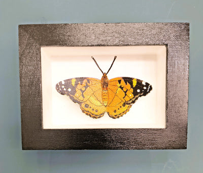 Amelia Bown - Painted Lady Butterfly, Original Ltd Edition Framed Mini Screen Print - Primrose Gallery and Framing