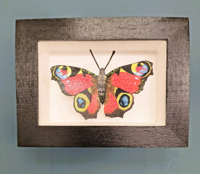 Amelia Bown - Peacock Butterfly, Original Ltd Edition Framed Mini Screen Print - Primrose Gallery and Framing