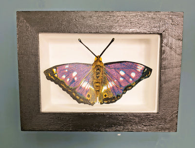 Amelia Bown - Purple Emporer Butterfly, Original Ltd Edition Framed Mini Screen Print - Primrose Gallery and Framing