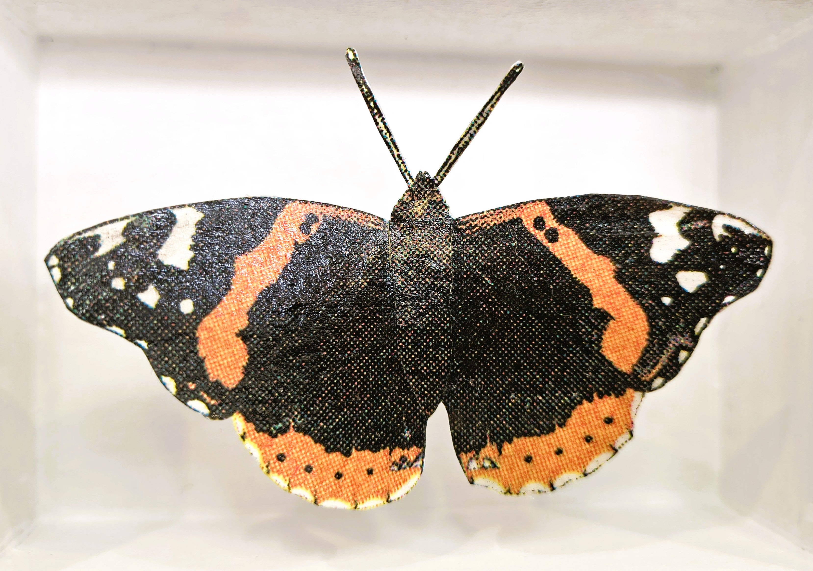 Amelia Bown - Red Admiral Butterfly, Original Ltd Edition Framed Mini Screen Print - Primrose Gallery and Framing