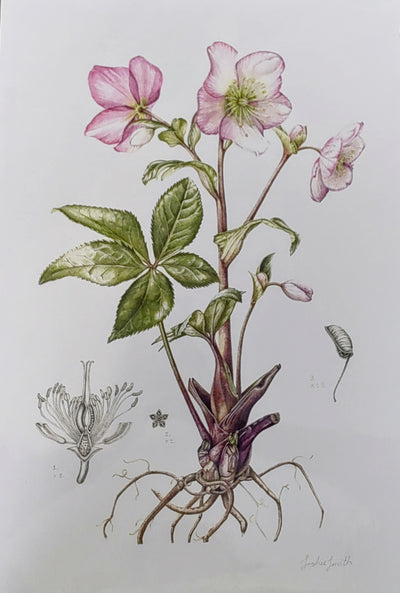 Sophie Smith- Hellebore, Giclee Print - Primrose Gallery and Framing