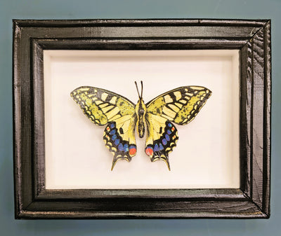 Amelia Bown - Common Swallowtail Butterfly, Original Ltd Edition Framed Mini Screen Print - Primrose Gallery and Framing