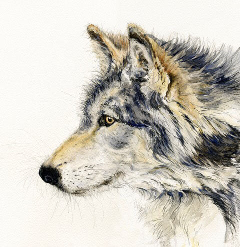 Anne Gilbert - Timber Wolf limited edition print