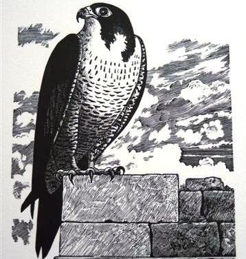 Ian Stephens - Peregrine - Primrose Gallery