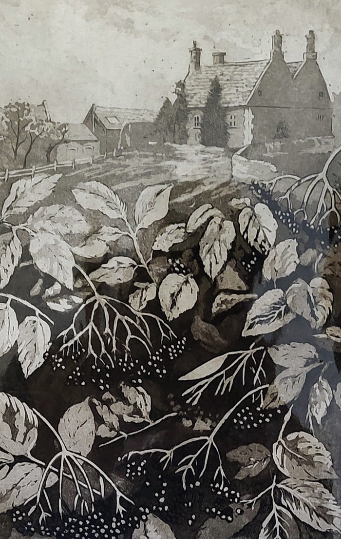 Sorrell Kinley- Elderberries, Harpers Brook, Sudborough