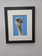 Barry The Ostrich - Primrose Gallery and Framing 