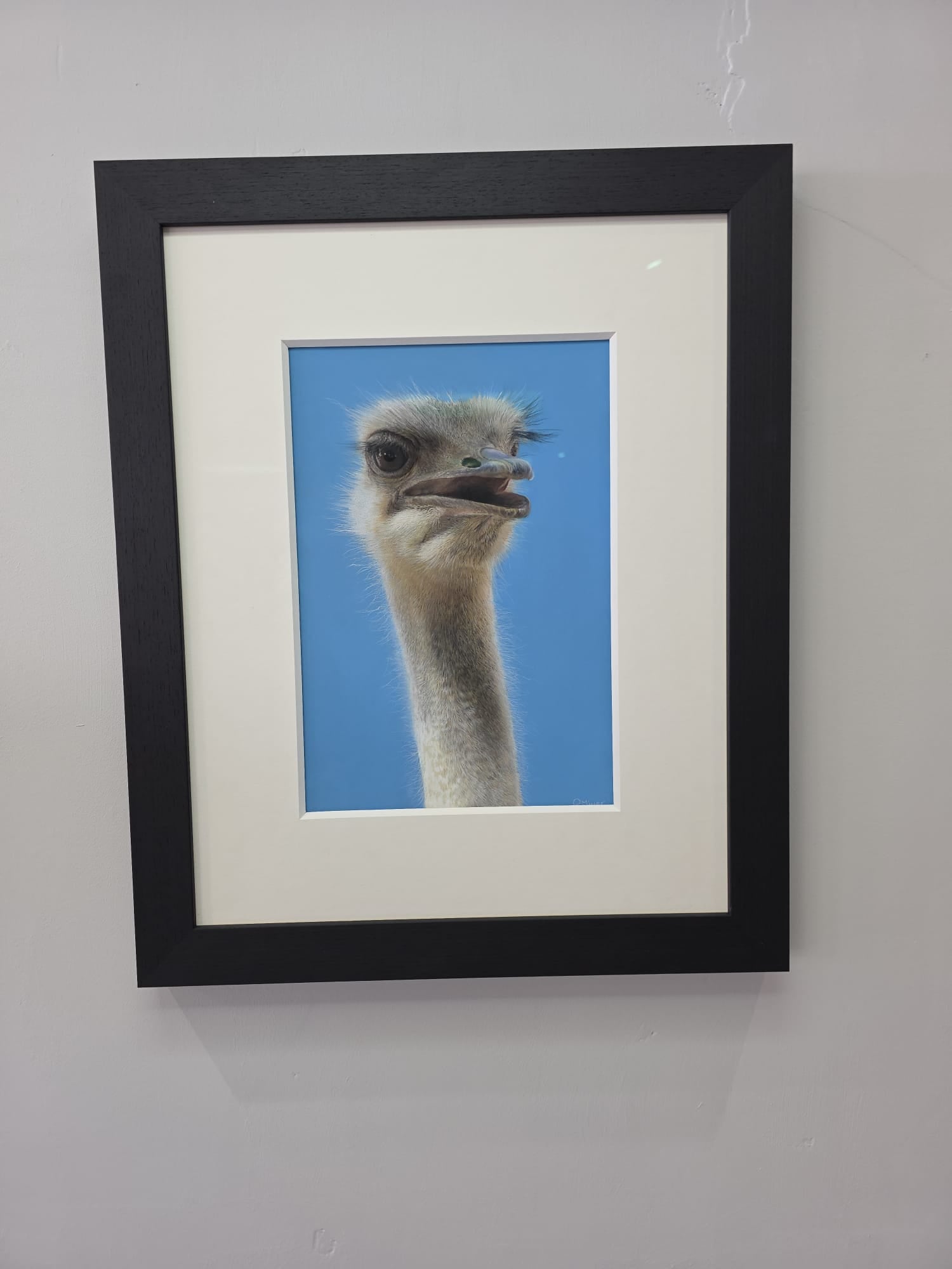 Barry The Ostrich - Primrose Gallery and Framing 