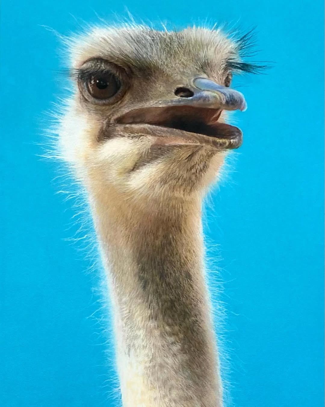 Barry The Ostrich - Primrose Gallery and Framing 