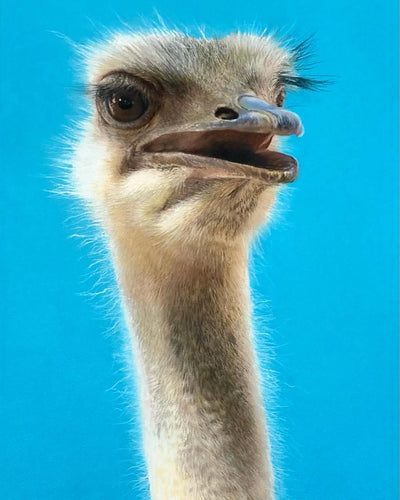 Barry The Ostrich - Primrose Gallery and Framing 