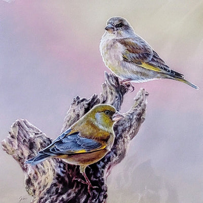 Amanda Drage- Greenfinch Pair, Limited Edition Mounted Print - Primrose Gallery and Framing 