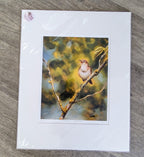 Amanda Drage- Crescendo, Nightingale, Limited Edition Mounted Print - Primrose Gallery and Framing 