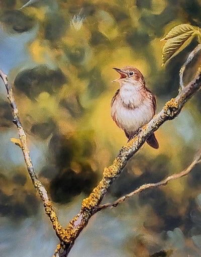 Amanda Drage- Crescendo, Nightingale, Limited Edition Mounted Print - Primrose Gallery and Framing 
