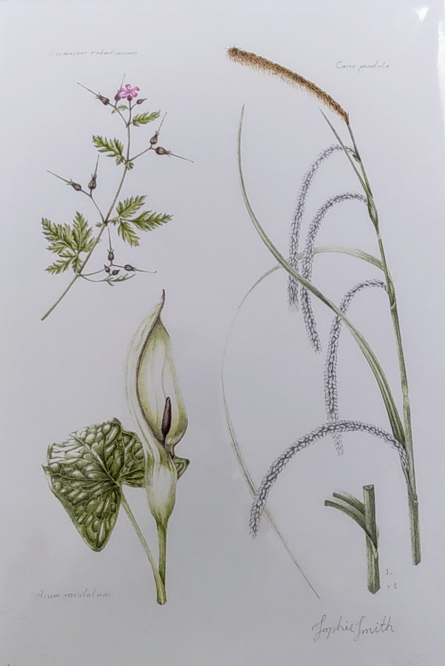 Sophie Smith- Geranium, Carex and Arum, Giclee Print