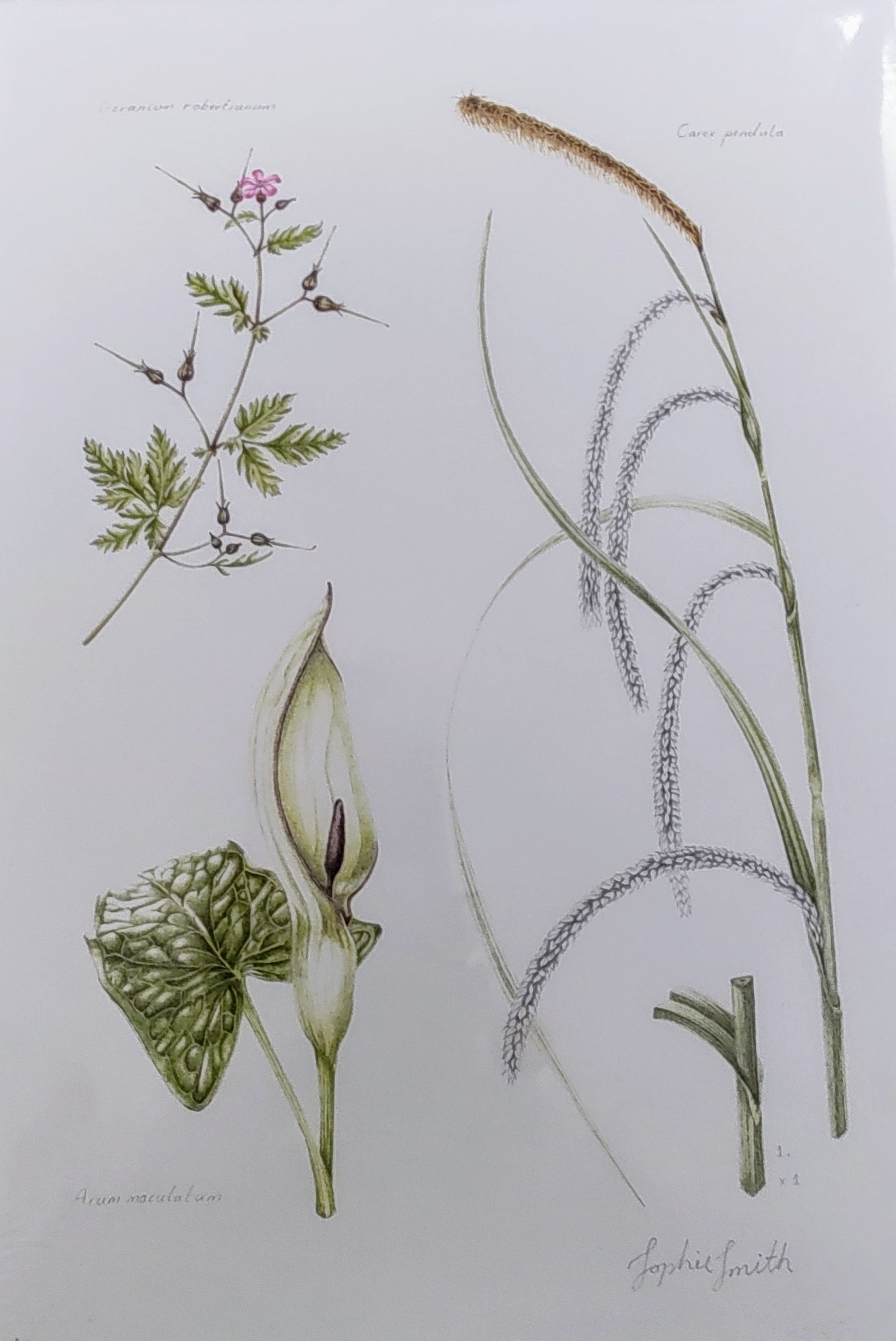 Sophie Smith- Geranium, Carex and Arum, Giclee Print - Primrose Gallery and Framing 