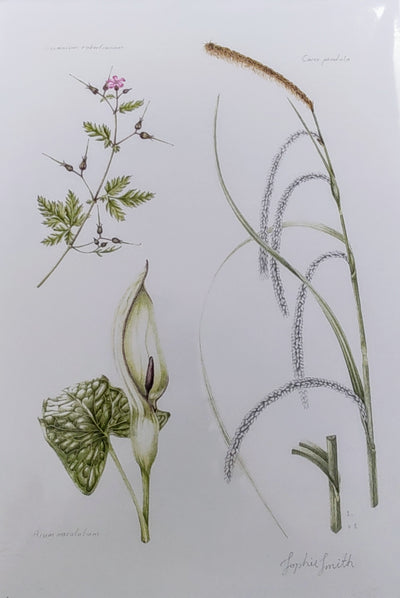 Sophie Smith- Geranium, Carex and Arum, Giclee Print - Primrose Gallery and Framing 