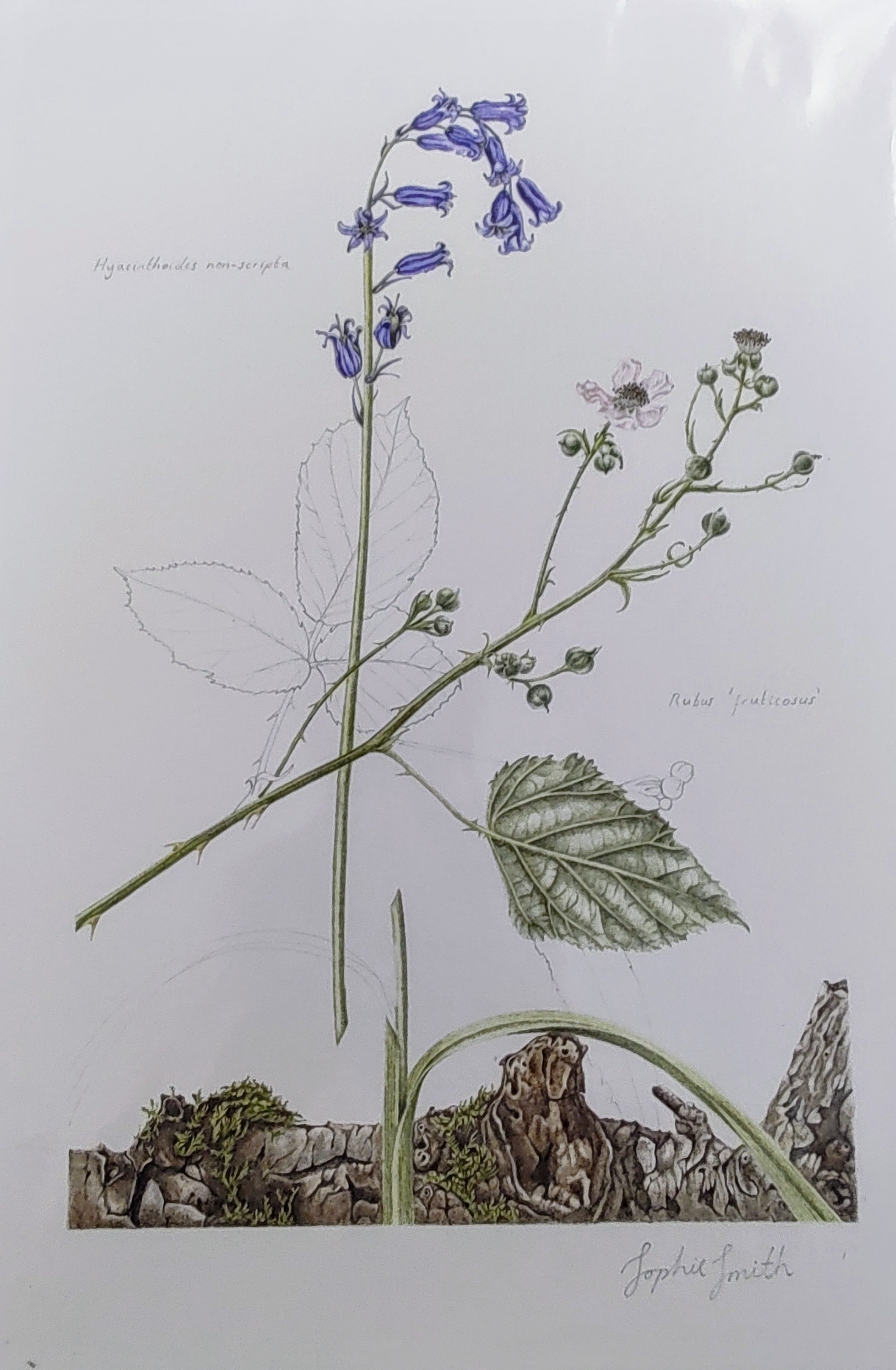 Sophie Smith- Bluebell and Bramble, Giclee Print - Primrose Gallery and Framing 