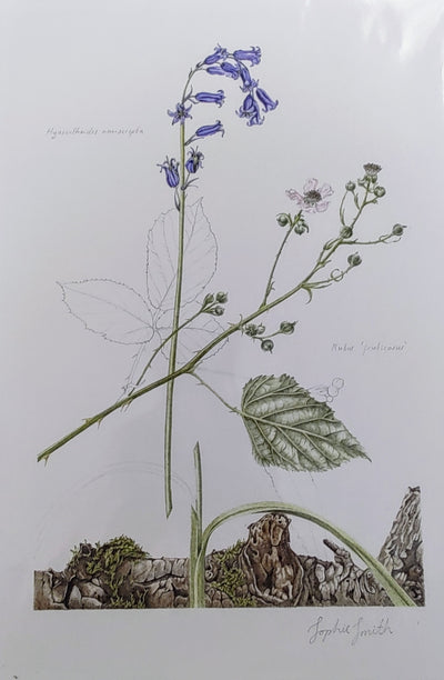 Sophie Smith- Bluebell and Bramble, Giclee Print - Primrose Gallery and Framing 