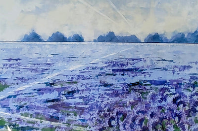 Deirdre Blackburn- Field of Phacelia, Limited Edition Mounted Giclee Print - Primrose Gallery and Framing 
