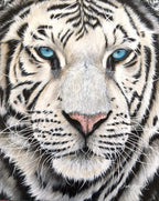 Sophie Bliss Kilpatrick - Icy Stare