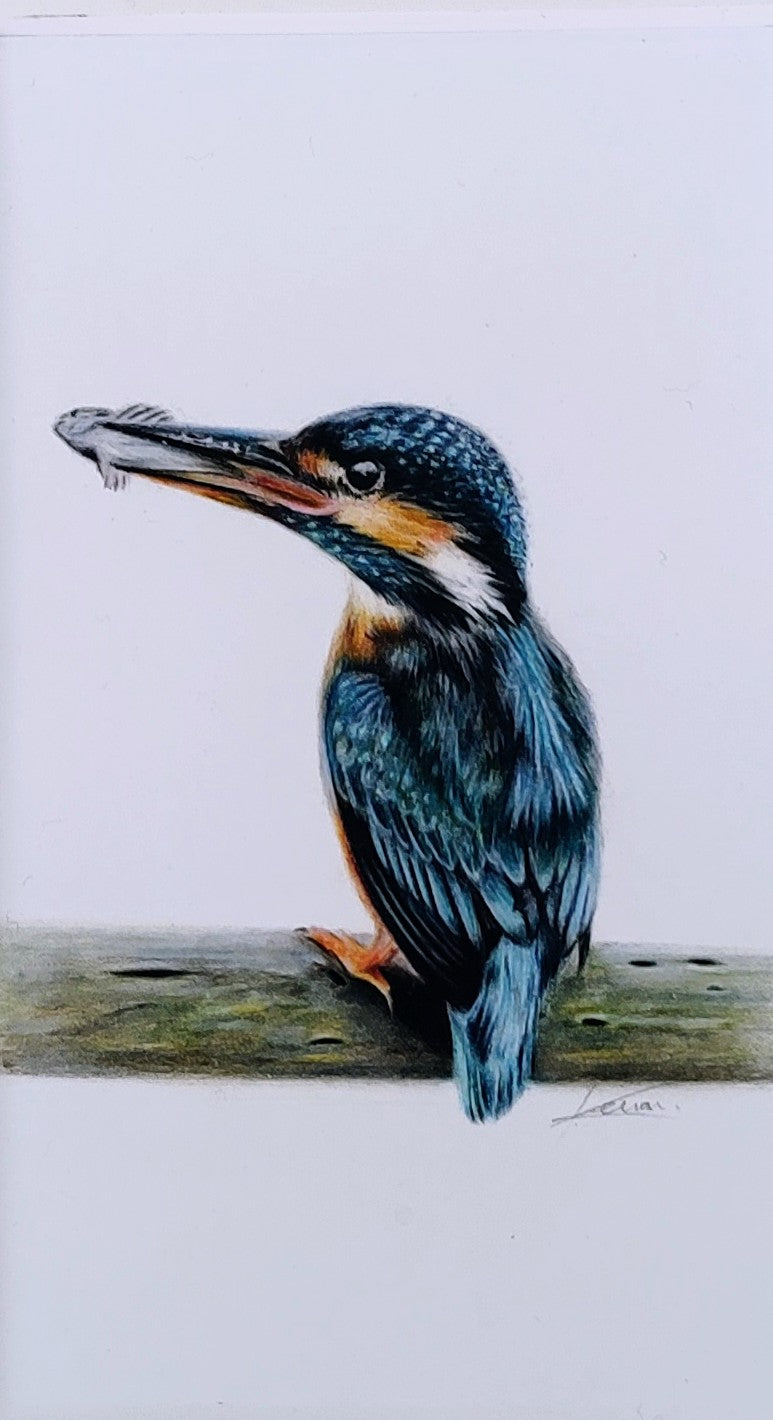 Keiran Hodge- Kingfisher, Framed Mini Print