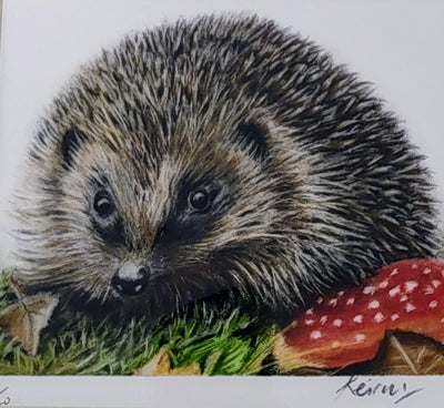 Keiran Hodge- Snuffling Hedgehog, Limited Edition Print of a European Hedgehog - Primrose Gallery and Framing 