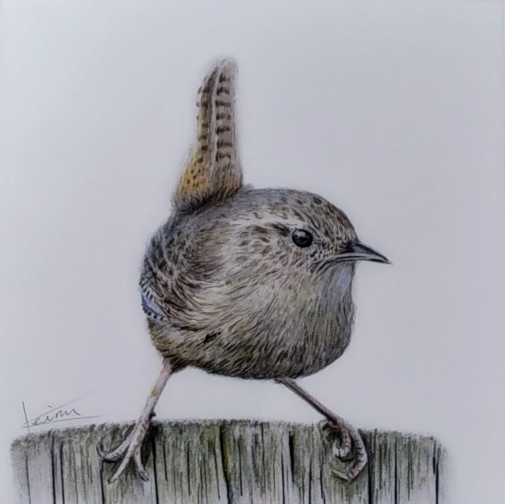 Keiran Hodge- Wren, Limited Edition Print of a British Wren - Primrose Gallery and Framing 