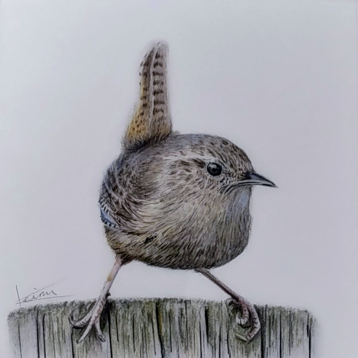 Keiran Hodge- Wren, Limited Edition Print of a British Wren