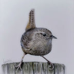 Keiran Hodge- Wren, Limited Edition Print of a British Wren - Primrose Gallery and Framing 