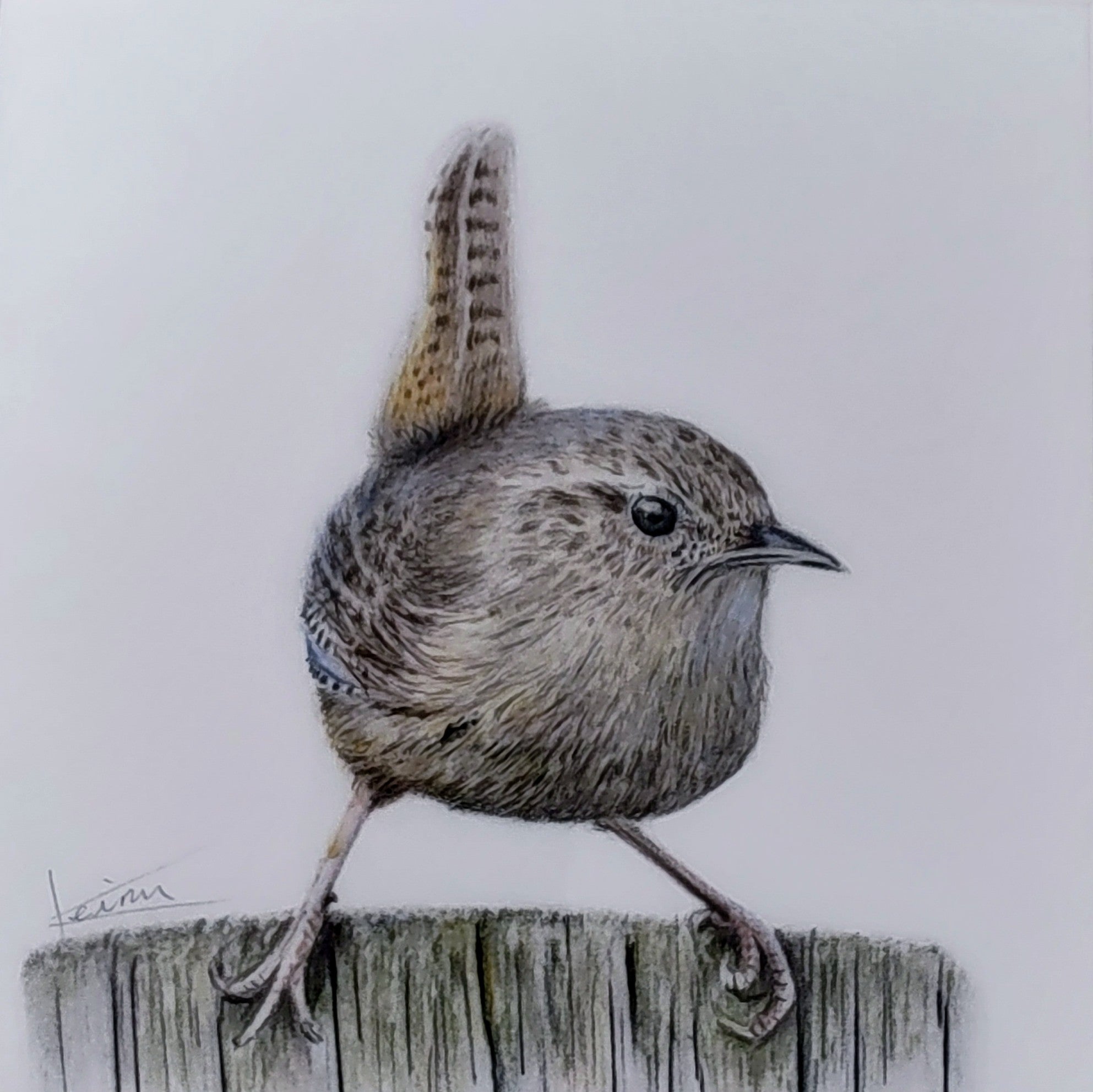 Keiran Hodge- Wren, Limited Edition Print of a British Wren - Primrose Gallery and Framing 