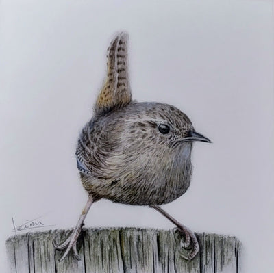Keiran Hodge- Wren, Limited Edition Print of a British Wren - Primrose Gallery and Framing 