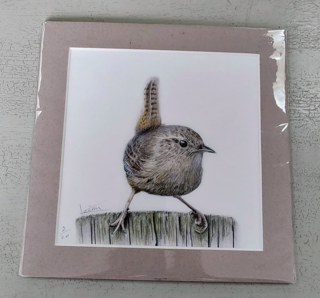 Keiran Hodge- Wren, Limited Edition Print of a British Wren - Primrose Gallery and Framing 