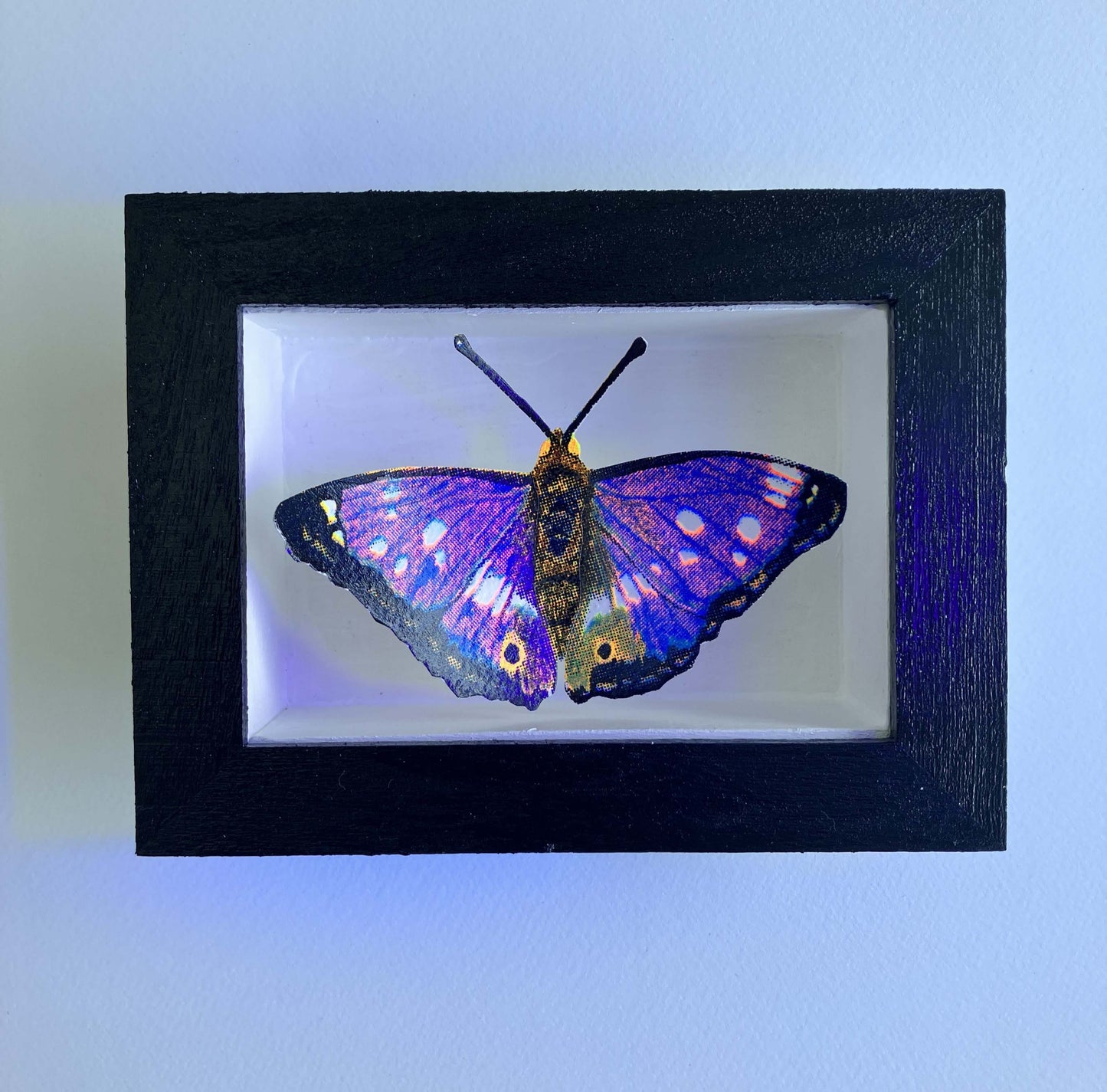 Amelia Bown- Purple Emperor Butterfly, Framed Original Silk Screen Print