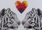 Sophie Bliss Kilpatrick- White Tiger Love, Mounted Print - Primrose Gallery and Framing 