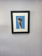 Barry The Ostrich - Primrose Gallery and Framing 