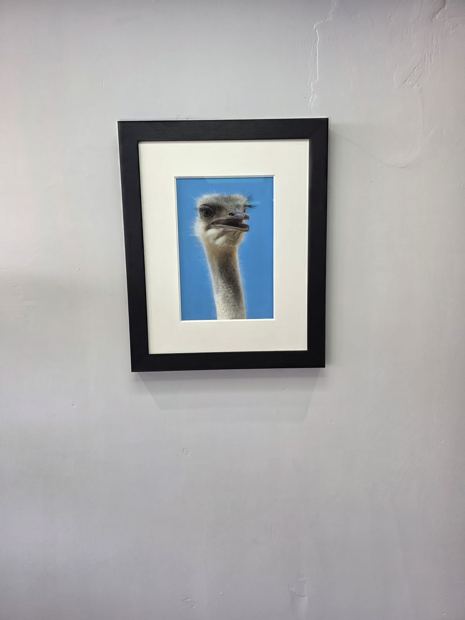 Barry The Ostrich - Primrose Gallery and Framing 