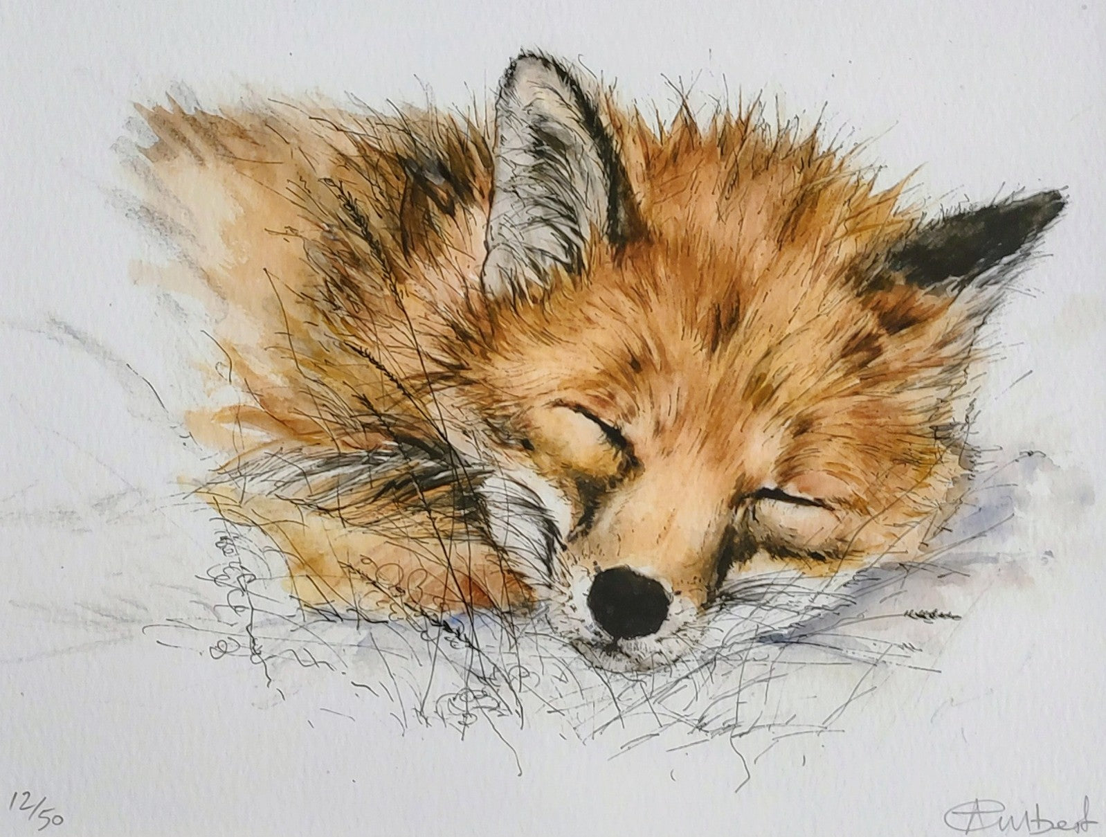 Anne Gilbert - Adorable Sleeping Fox limited Edition Print - Primrose Gallery and Framing 
