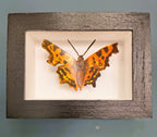Amelia Bown - Comma Butterfly, Original Ltd Edition Framed Mini Screen Print - Primrose Gallery and Framing 