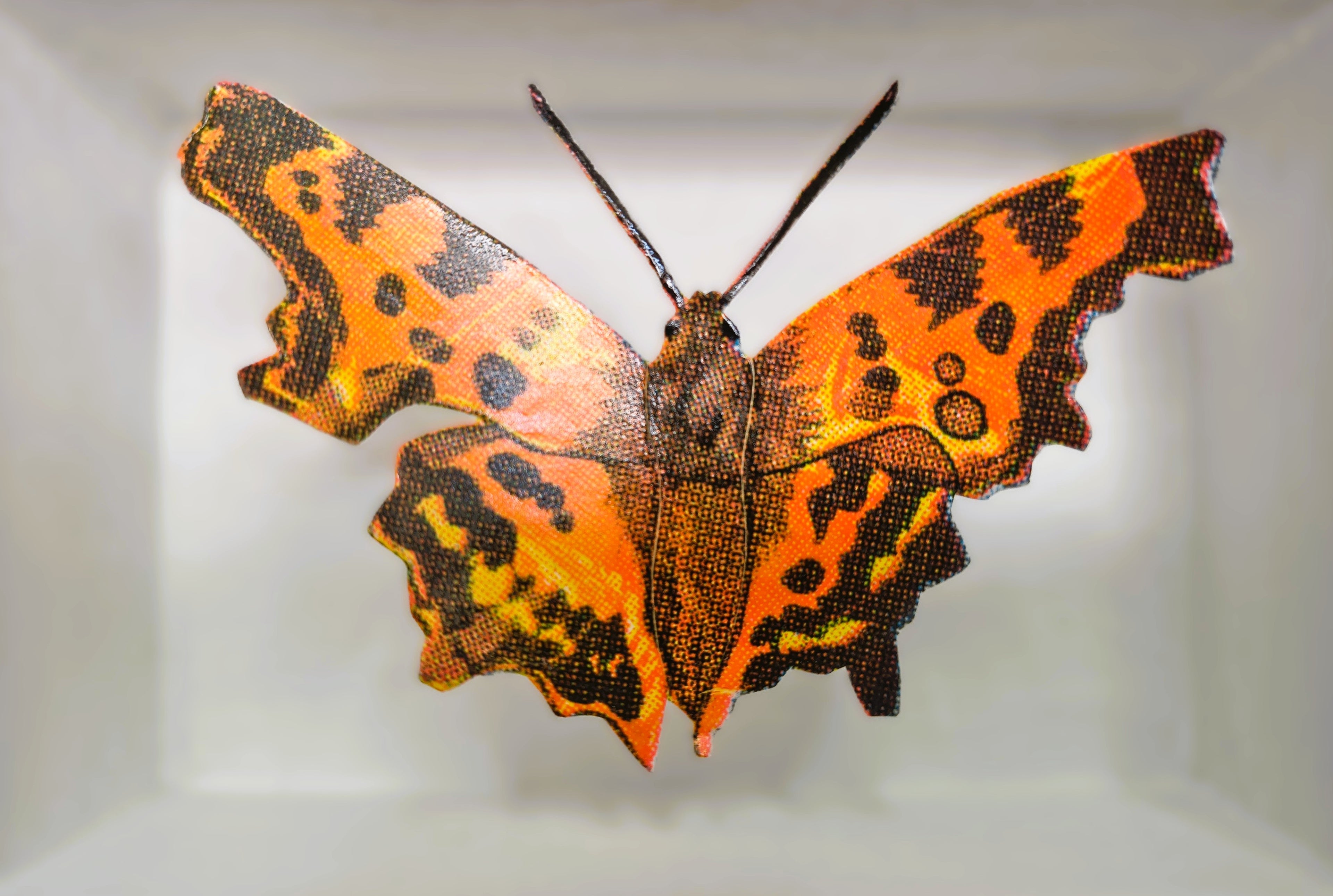 Amelia Bown - Comma Butterfly, Original Ltd Edition Framed Mini Screen Print - Primrose Gallery and Framing 
