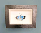 Amelia Bown -Holly Blue Butterfly, Original Ltd Edition Framed Mini Screen Print - Primrose Gallery and Framing 